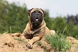 BULLMASTIFF 323